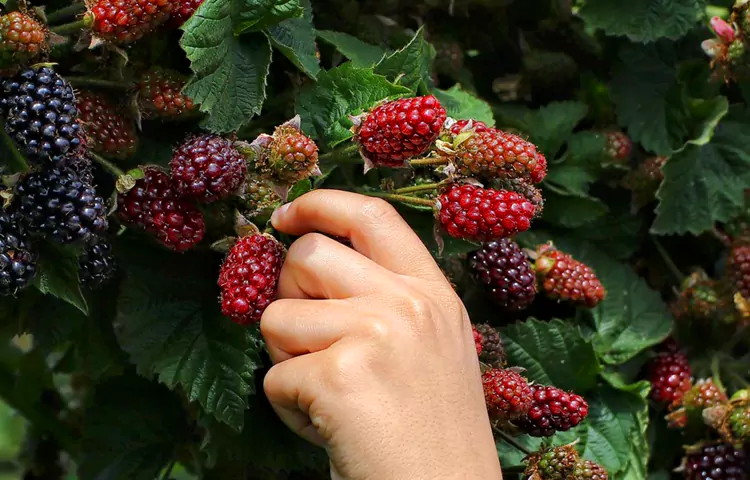 تامین و محافظت غذا