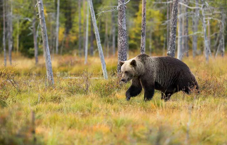 نکات ایمنی در حیات وحش